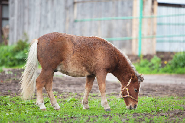 istock little pony eating grass in a field 1304693088