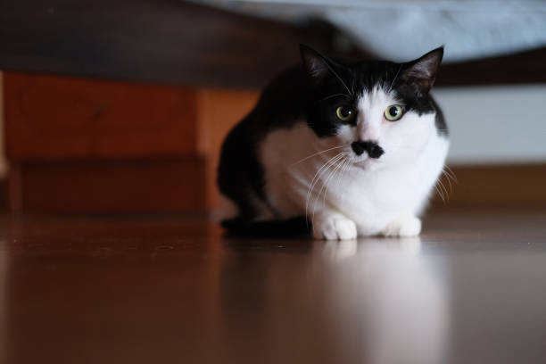 istock white black cat hiding under the bed 1304693964