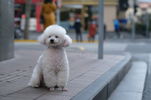 one white poodle dog on the city street. blur background