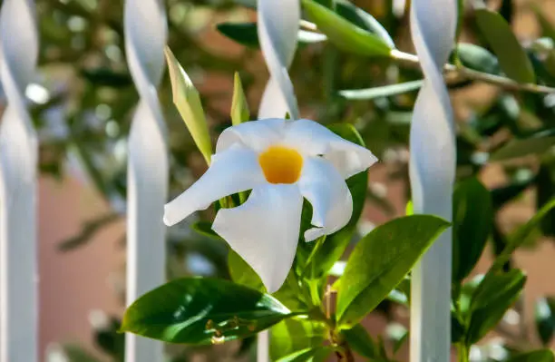 Dipladenia mandevilla a beautiful white flower, garden climber, a plant that grows in a warm climate