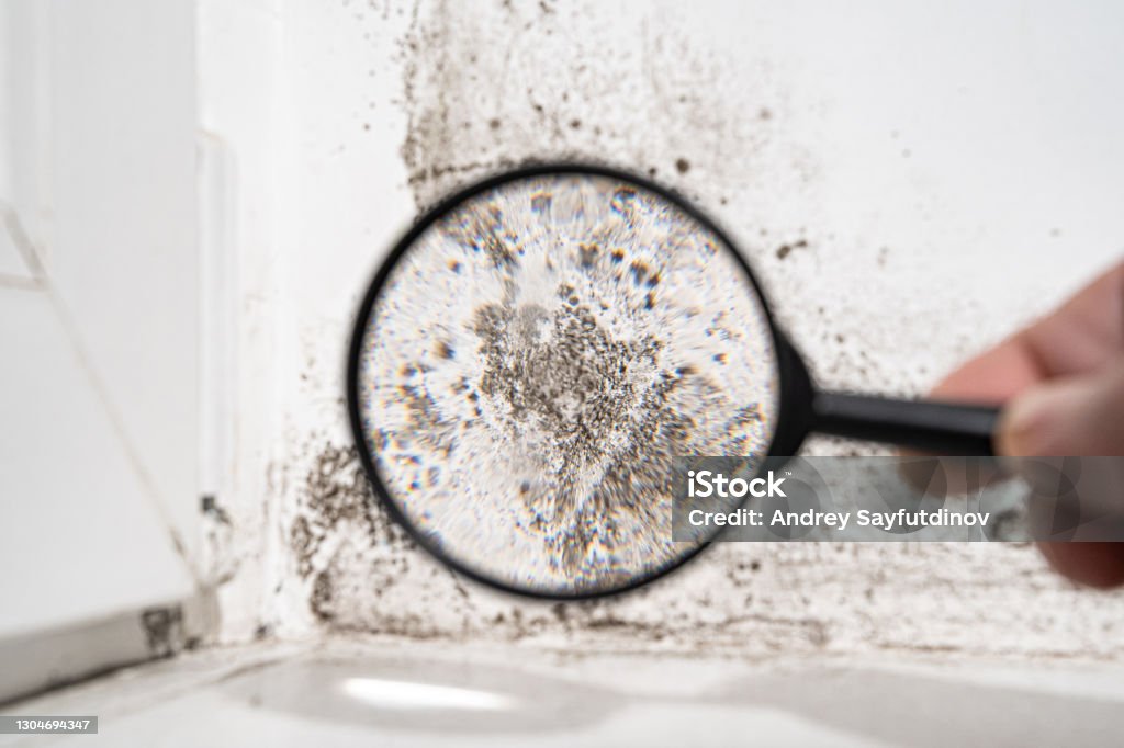 view through a magnifying glass white wall with black mold. view through a magnifying glass. white wall with black mold. dangerous fungus that needs to be destroyed. It spoils look of house and is very harmful parasite for human health. Fungal Mold Stock Photo