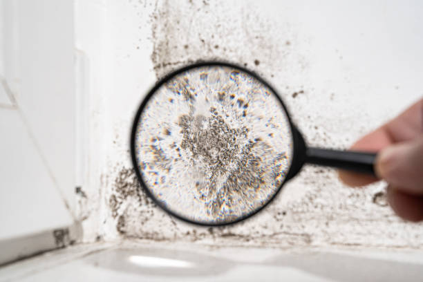 view through a magnifying glass white wall with black mold. - spore imagens e fotografias de stock