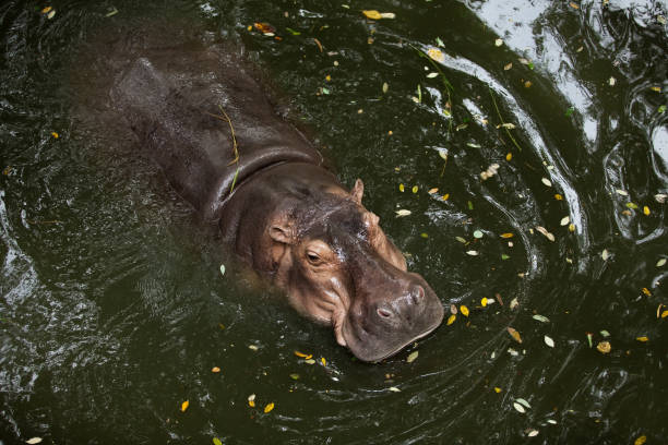 istock one hippopotamus floats in water 1304694952