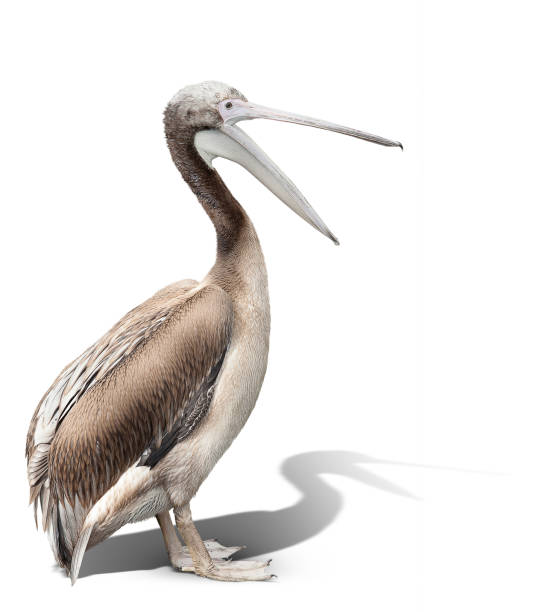 oiseau de chéri d’un pélican d’isolement sur le blanc. le bec est ouvert - pelican beak open bird photos et images de collection