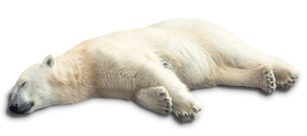 istock one polar bear sleeps on a white background. isolated 1304695122