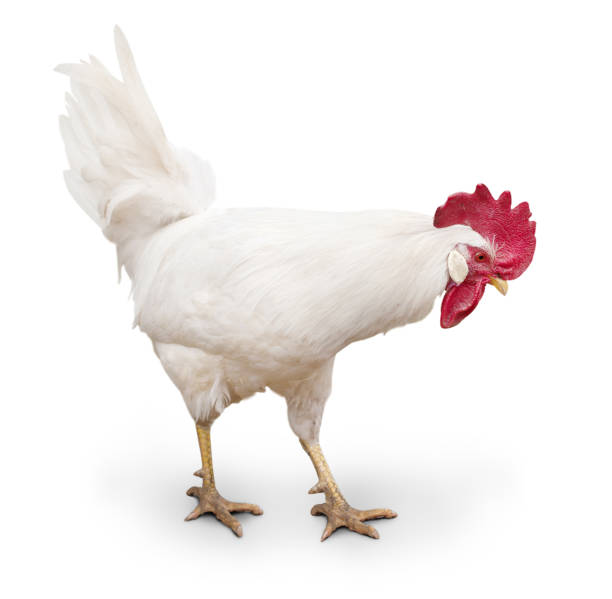 istock white cock walking on a white background. isolated 1304695137