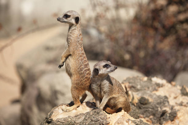 istock A small funny surakat looks around. 1304695162