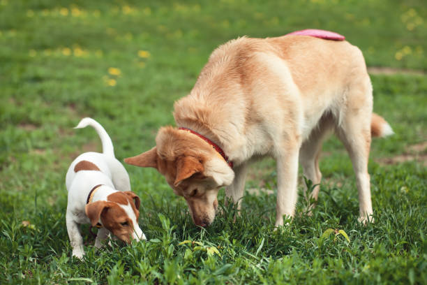 istock two dogs look for frisbee in a grass 1304695176