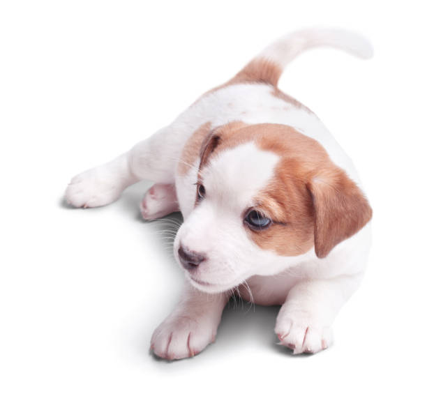 istock the puppy Jack Russell goes on white background. Isolated 1304695182