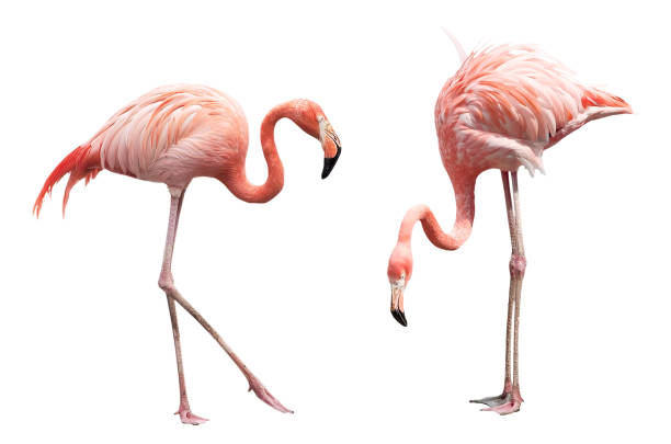 istock Two flamingo isolated on white background 1304695219