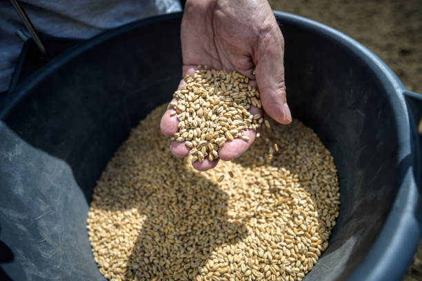 istock Man's hand holding wheat seeds 1304695335