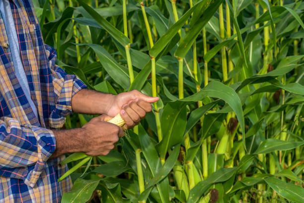 istock Male farmer examining corn cob in field 1304695385