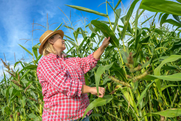 istock Female farmer examining maize plant in field 1304695395