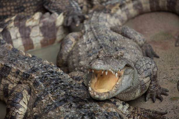 istock crocodile looks in the camera. small depth of field 1304695418