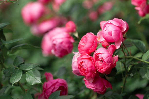 istock delicate flowering shrub with roses and wild rose 1304695462