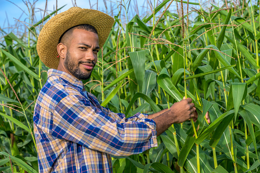 Portrait of smiling male farmer examining maize plant in field.
