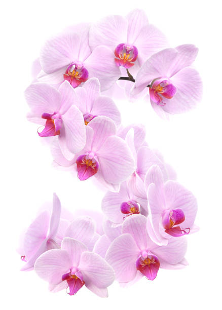 istock letter S from orchid flowers. isolated on white 1304695610