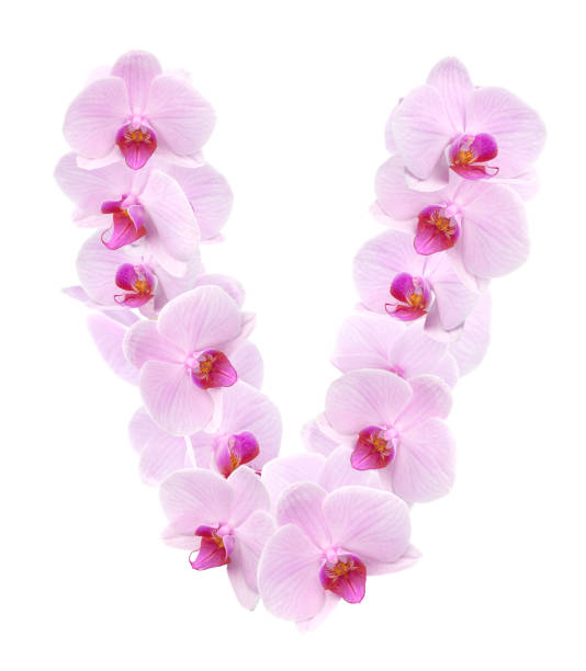 istock letter V from orchid flowers. isolated on white 1304695662