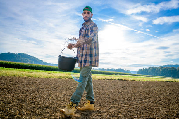 Male farmer holding bucket and sowing wheat seeds while walking in field.