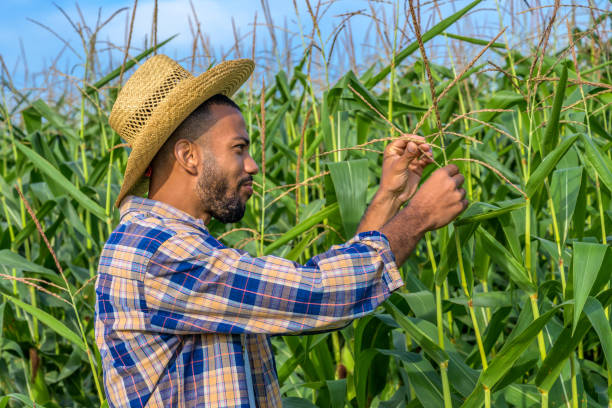 istock Male farmer examining maize plant in field 1304695676