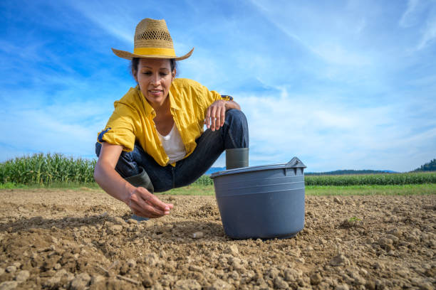 istock Female farmer sowing seeds in field 1304695752