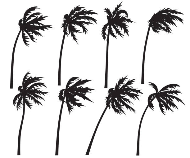 Set of palm trees in wind storm Set of palm trees in wind storm isolated on white background. Black silhouettes of trees in wind. Tropical landscape element design. Monochrome simple plants vector flat illustration. hurricane stock illustrations