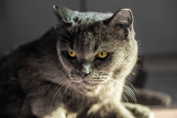 istock British Shorthair cat lying on the kitchen floor 1304696536