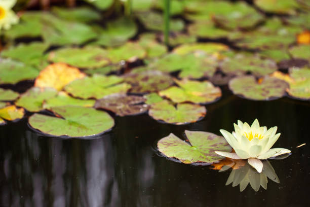 istock pond with water lilies. Asian style. beautiful natural background 1304696649