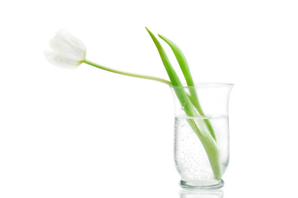 istock white tulip in a glass vase is isolated on white background 1304696930