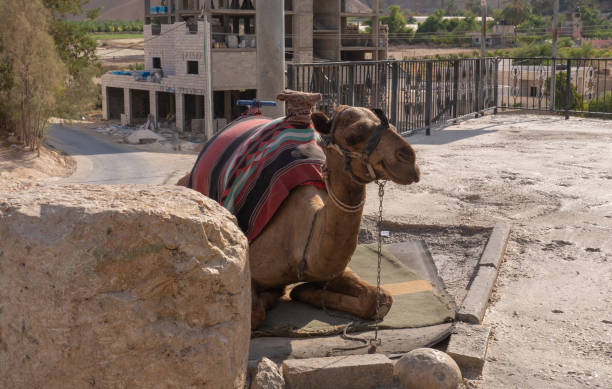 cammello appoggiato per strada gerico, palestina - camel smiling israel animal foto e immagini stock