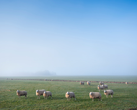 sheep in foggy green meadow near canal in the netherlands under blue sky