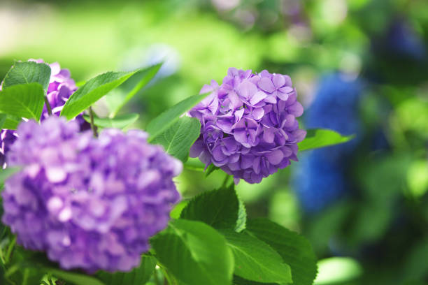 istock a bush of hydrangeas. beautiful floral background. bright summer mood 1304697645