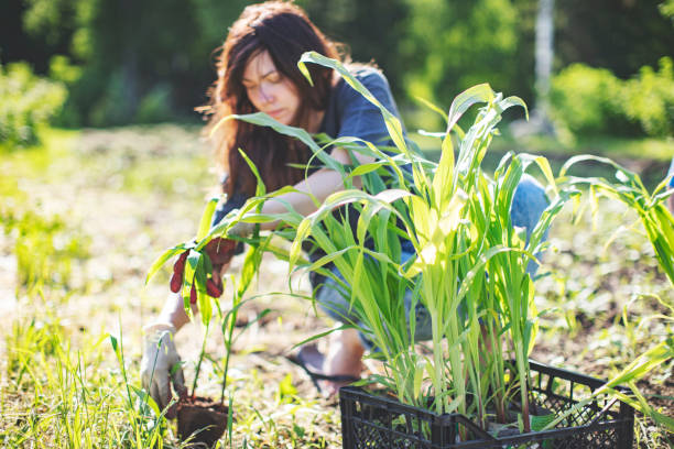 istock Woman working in the garden 1304699389