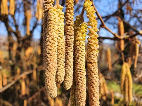 Male catkins on common hazel. The close-up image was captured at the end of winter season.