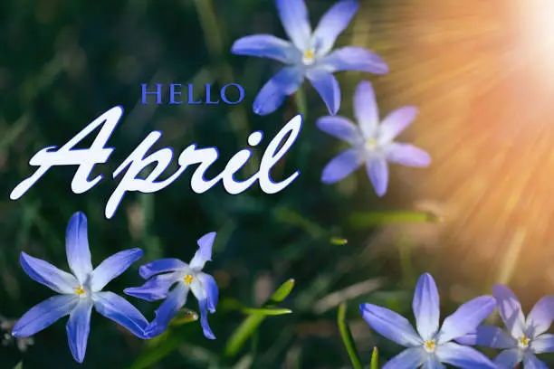 The first spring blue flowers on a sunny day. Hello April wallpaper, spring garden background, greeting card