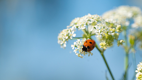 Ladybug on white flower with blue background, selective focus, copy space