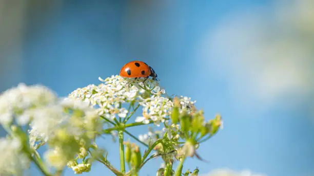 Closeup of ladybug on white flower, colorful blur background, copy space