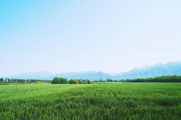 istock Rural green wheat field and mountain landscape, blue sky background, copy space 1304702215
