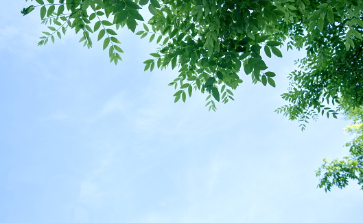 Low-angle shot of verdant tree branches in spring, blue sky background, copy space