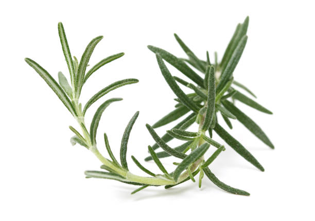 istock Branch of rosemary 1304702666