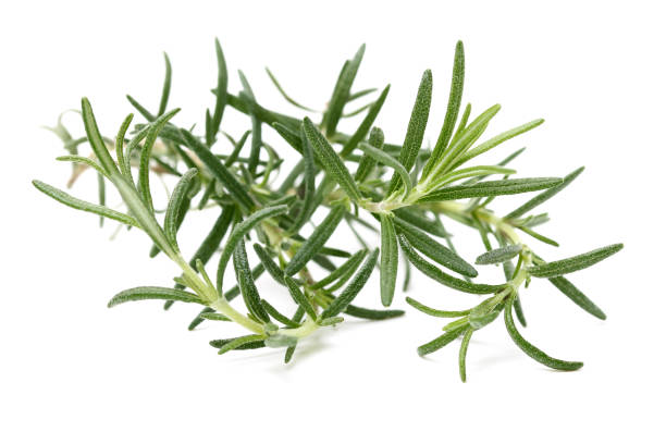 istock Branch of rosemary 1304702672