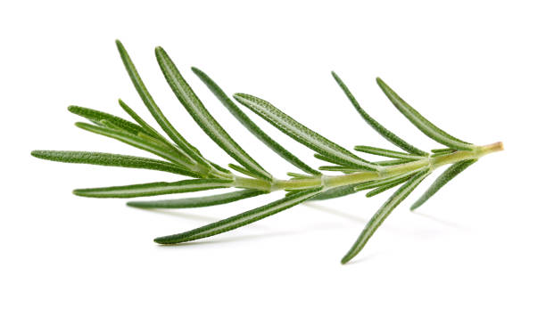 istock Branch of rosemary 1304702699