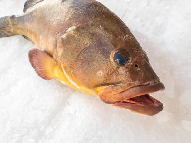 istock the stone bass on ice 1304703979