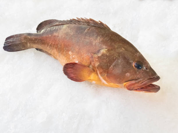 istock the bass groper in a fish market on ice 1304703984
