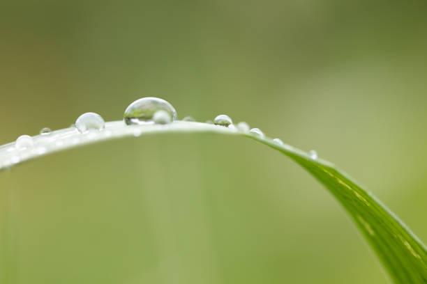 Beautiful composition with a drop and grass. A drop of rain on a fragile straw A beautiful composition with a drop and grass. A drop of rain on a fragile straw. Flowers and plants close-up