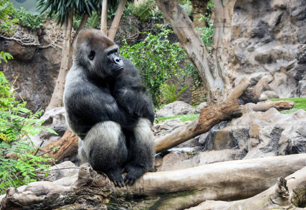 istock Western lowland gorilla. Tenerife, Canary, Spain 1304704985