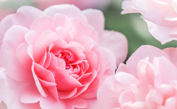 istock Soft focus, abstract floral background, pink rose flower petals. Macro flowers backdrop for holiday design 1304705051