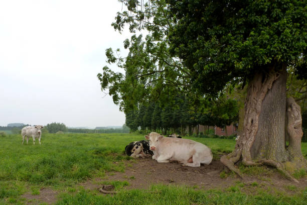 istock Classical Dutch landscape with cows resting in the shadow under a tree in Netherlands near The Hague and Rotterdam 1304705109