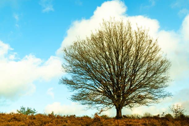 istock Heath landscape (Posbank) in autumn with a bare oak tree near Rheden, Netherlands 1304705239