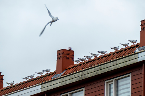Seagulls on a house in the Netherlands